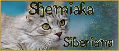 Shemiaka Siberians in South Australia